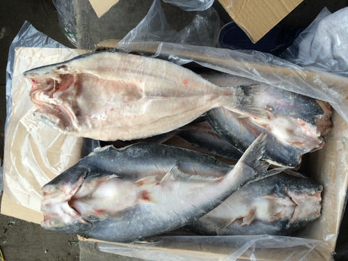越南冷凍巴沙魚(yú)進(jìn)口報關(guān)到青島代理水產(chǎn)品案例