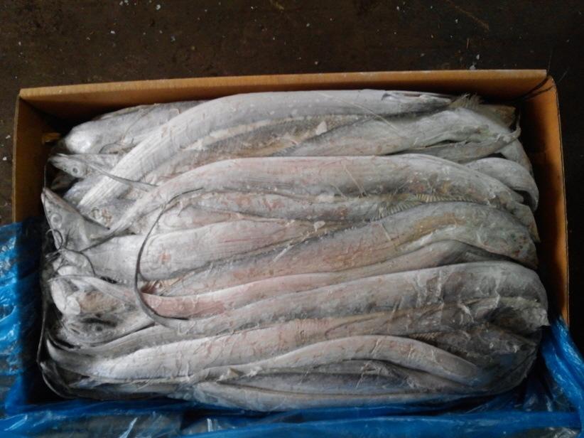 泰國冷凍帶魚(yú)進(jìn)口報關(guān)資料