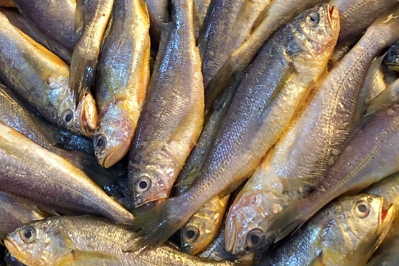 冷凍黃姑魚(yú)進(jìn)口報關(guān)到廣州_進(jìn)口泰國凍黃姑魚(yú)案例