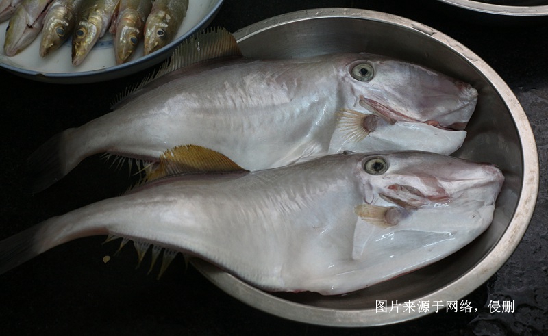 馬來(lái)西亞冷凍魚(yú)進(jìn)口報關(guān)費用
