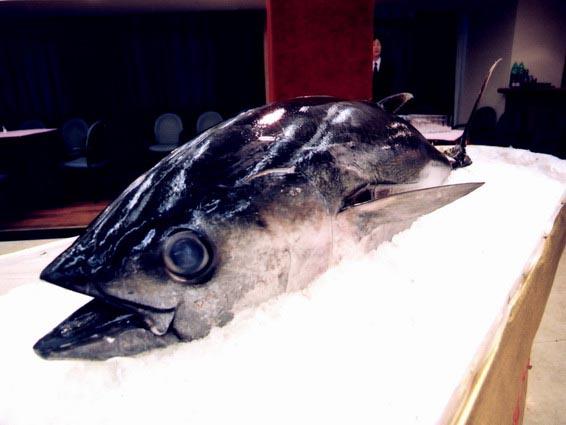 斯里蘭卡冰鮮金槍魚(yú)進(jìn)口報關(guān)