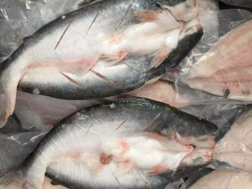 越南巴沙魚(yú)進(jìn)口報關(guān)代理