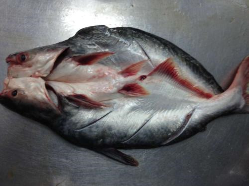 越南巴沙魚(yú)進(jìn)口報關(guān)