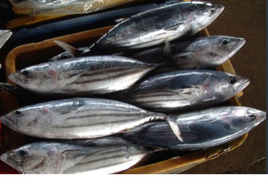 日本金槍魚(yú)進(jìn)口報關(guān)