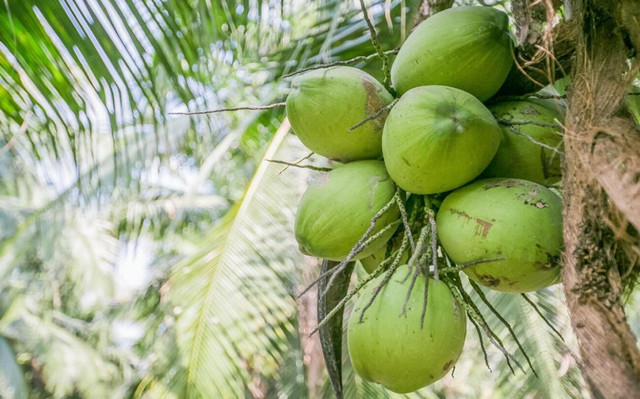 泰國椰青進(jìn)口報關(guān)