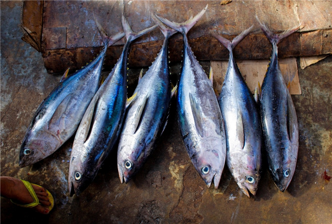 日本金槍魚(yú)進(jìn)口報關(guān)