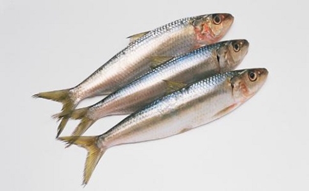 進(jìn)口沙丁魚(yú)報關(guān)代理
