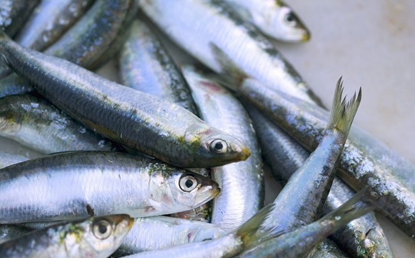 進(jìn)口沙丁魚(yú)報關(guān)代理