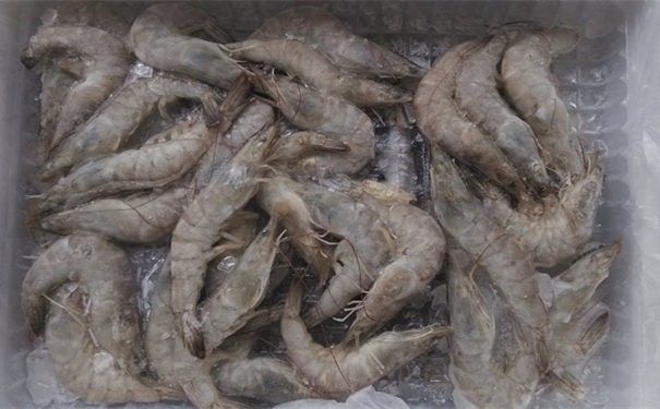 上海進(jìn)口馬來(lái)西亞冷凍蝦報關(guān)