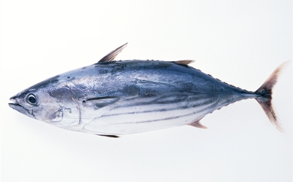 進(jìn)口凍大眼金槍魚(yú)報關(guān)