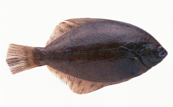 比目魚(yú)進(jìn)口報關(guān)