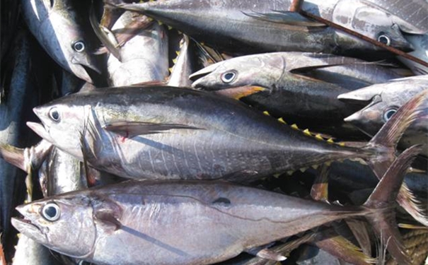 金槍魚(yú)進(jìn)口清關(guān)