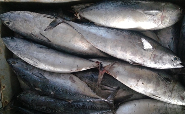 加拿大冷凍金槍魚(yú)進(jìn)口報關(guān)
