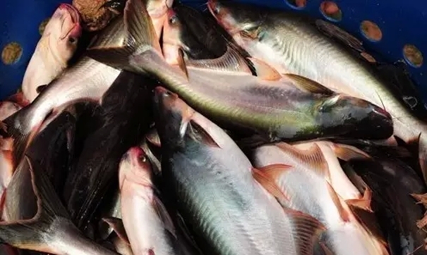 越南巴沙魚(yú)進(jìn)口報關(guān) (2).jpg