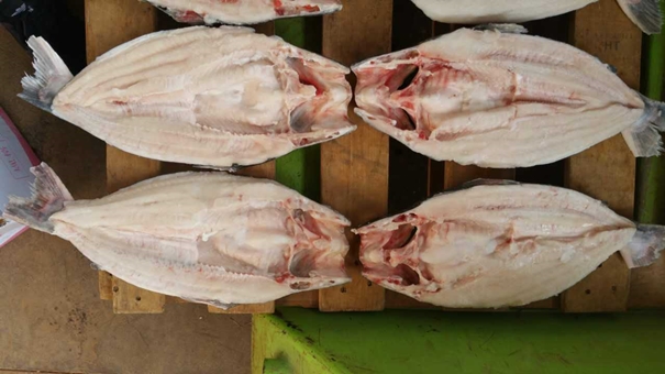 越南巴沙魚(yú)進(jìn)口報關(guān)_副本.jpg