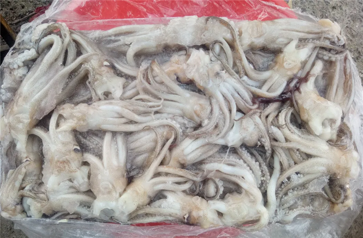 冷凍魷魚(yú)進(jìn)口報關(guān)_副本.png