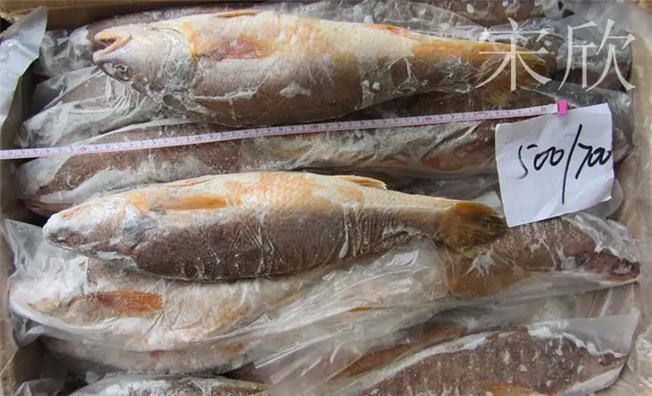 上海冷凍魚(yú)進(jìn)口報關(guān) (2)_副本.png
