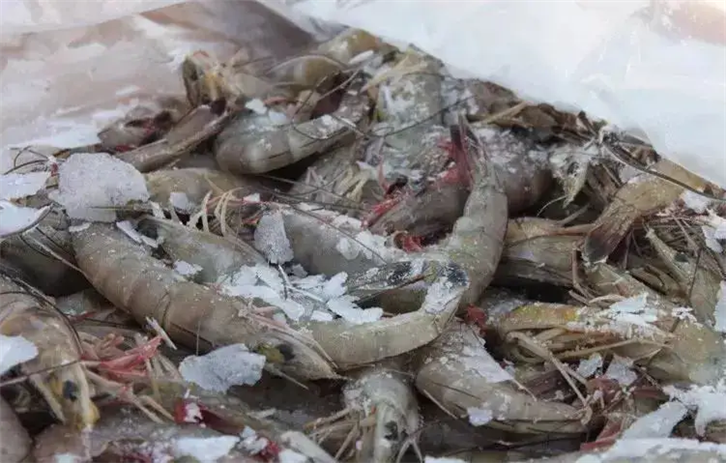 上海冷凍魚(yú)進(jìn)口報關(guān)_副本.png