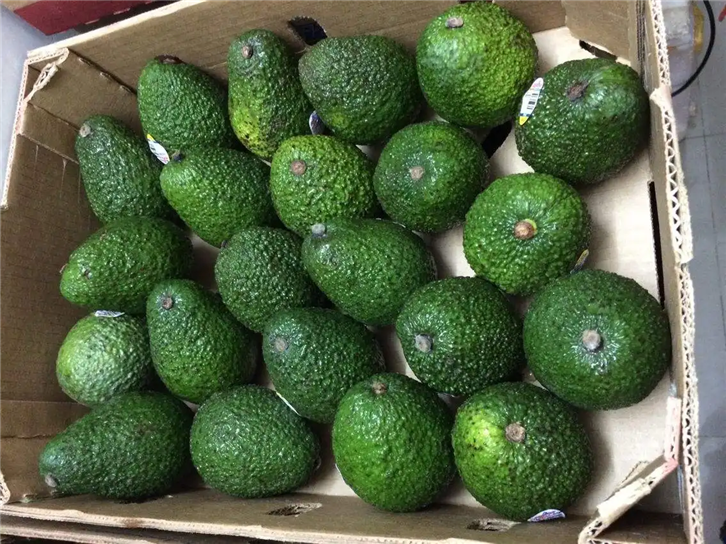 進(jìn)口菲律賓牛油果報關(guān).png