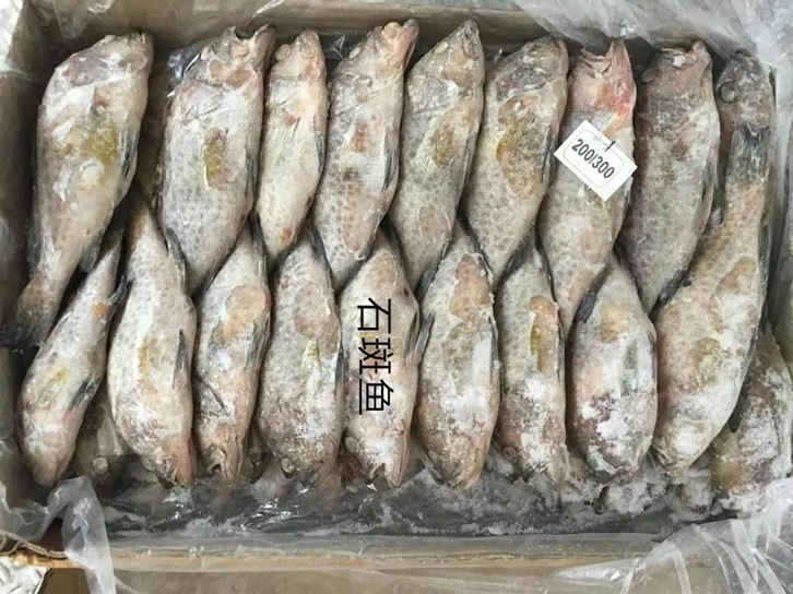 石斑魚(yú)機場(chǎng)進(jìn)口報關(guān)公司.jpg