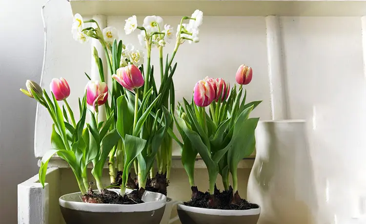盆栽植物進(jìn)口報關(guān)公司.png