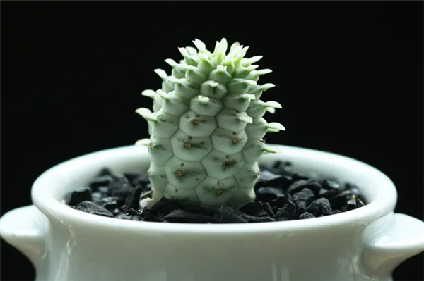 機場(chǎng)進(jìn)口植物報關(guān)代理.png