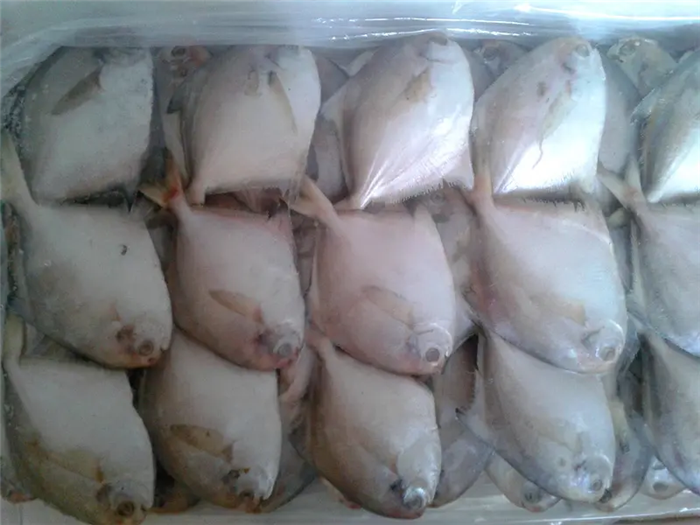 冷凍白鯧魚(yú)進(jìn)口報關(guān).png
