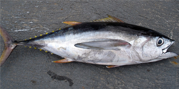 進(jìn)口冷凍金槍魚(yú)報關(guān).png