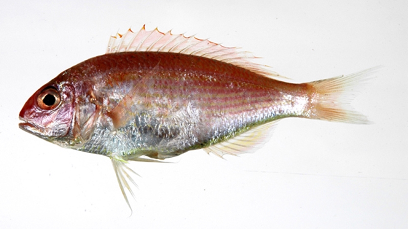 日本冷凍金線(xiàn)魚(yú)進(jìn)口報關(guān)流程