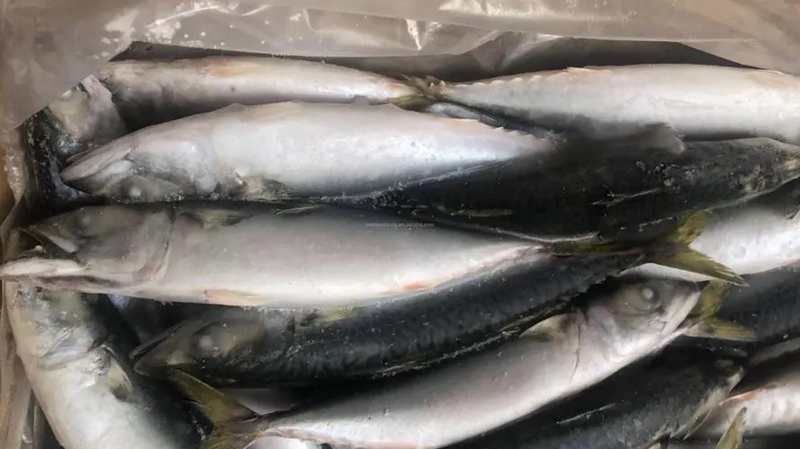 冷凍魚(yú)進(jìn)口報關(guān)流程.jpg