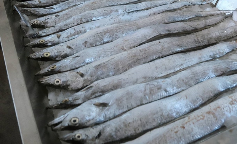 印度進(jìn)口凍帶魚(yú)報關(guān).jpg