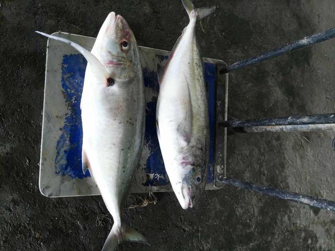 越南冷凍魚(yú)進(jìn)口報關(guān)流程